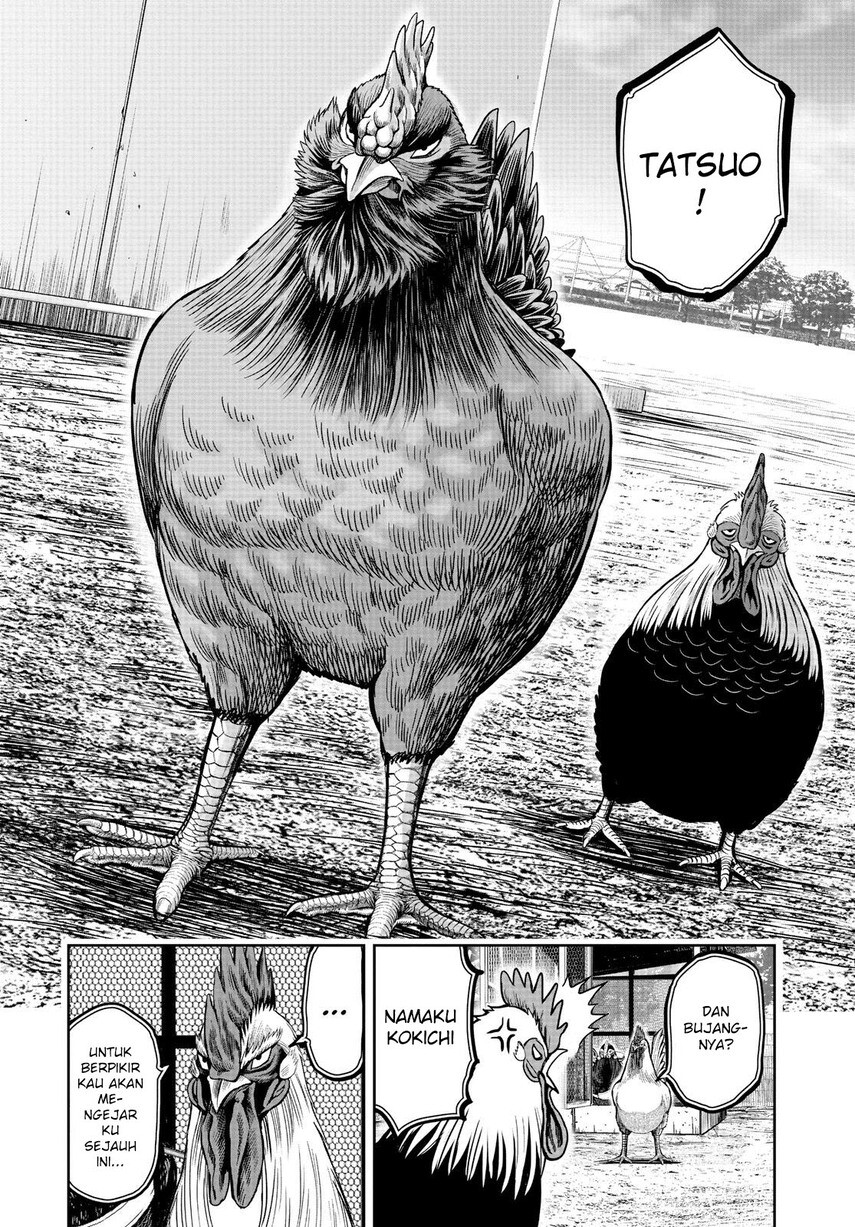 Rooster Fighter Chapter 11 Gambar 16